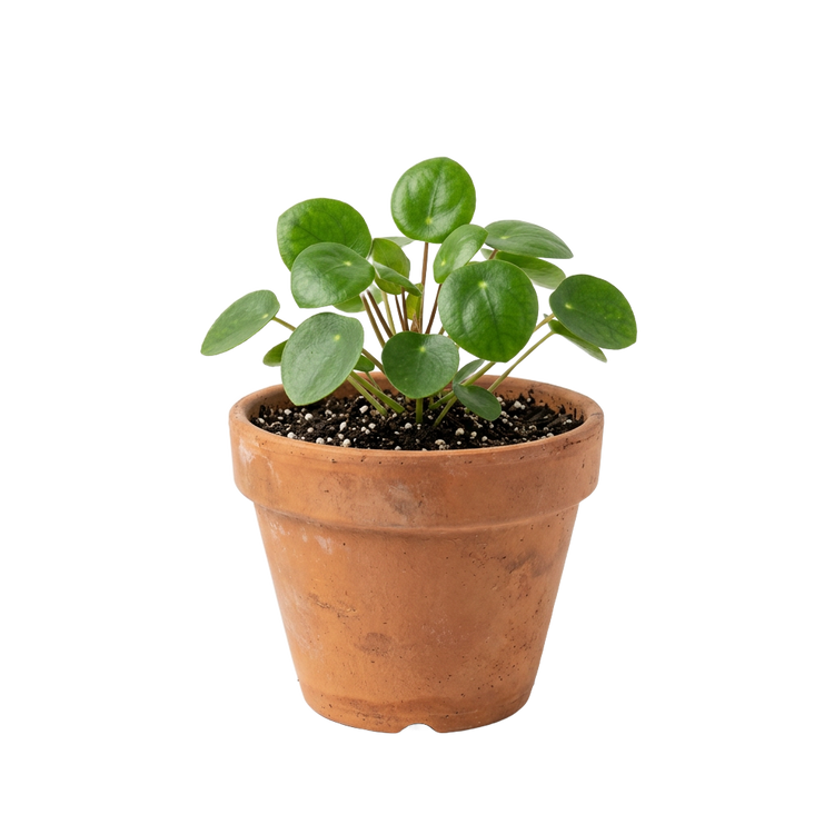Garden & Outdoor Living - terracotta plant pot